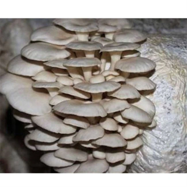 automatic-oyster-mushroom-bagging-machine