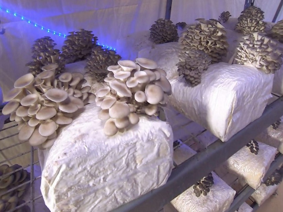 mushroom soil mixer bagging machine