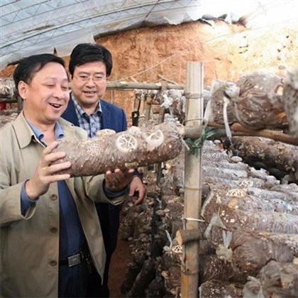 تجهیزات بسته بندی قارچ خوراکی